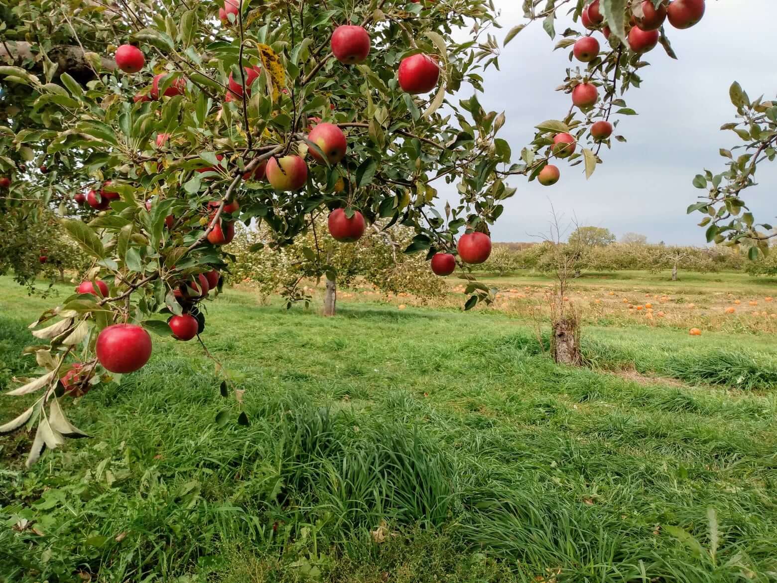 Apple trees in an orchard
