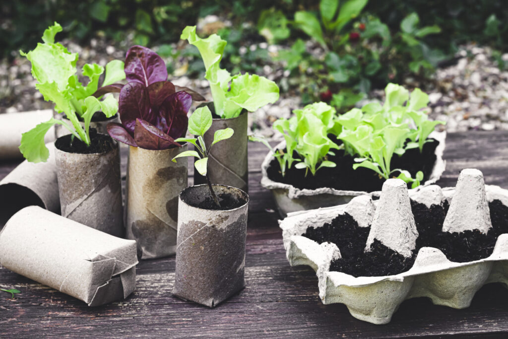 plants growing in paper-made containers