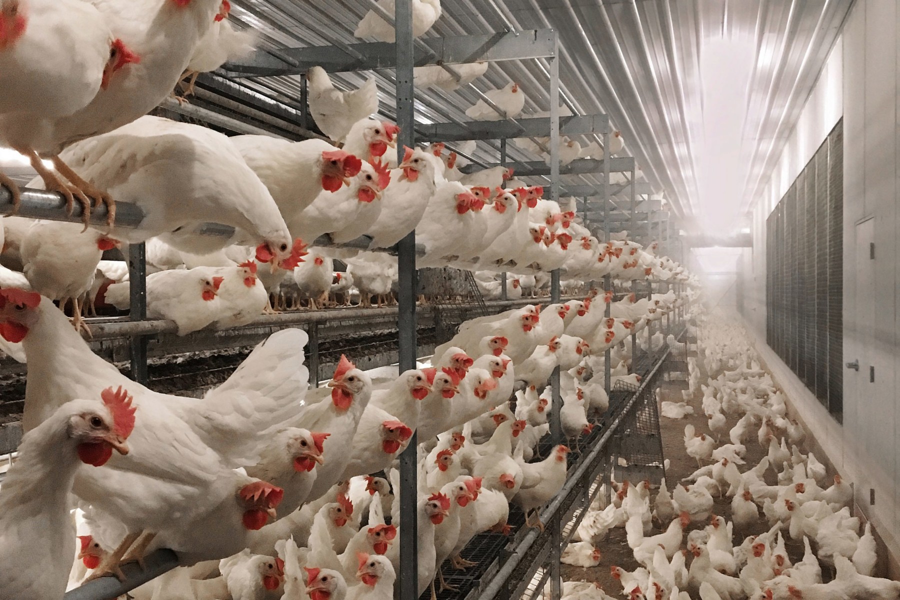 A Precision Method for Tracking Cagefree Hens on the Floor Precision