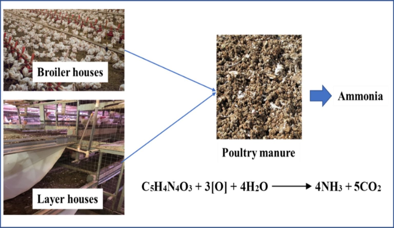 Controlling Ammonia Generations in Poultry Houses Precision Poultry Farming