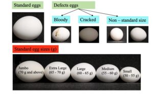 Deep Learning Systems for Automatic Egg Grading | Precision Poultry Farming - Machine Learning In Egg Production