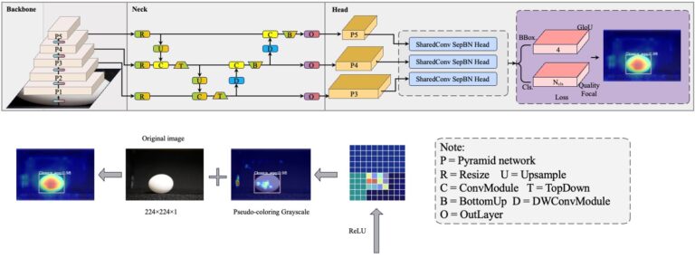 Deep Learning Systems for Automatic Egg Grading | Precision Poultry Farming