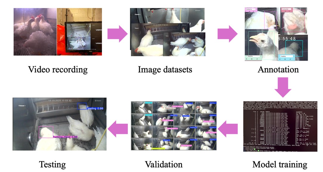 Resporatory disease detection