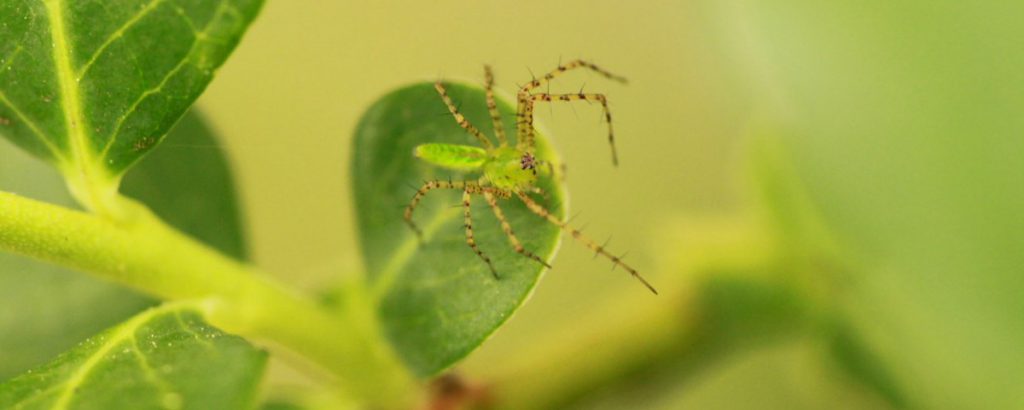 bug on leaves