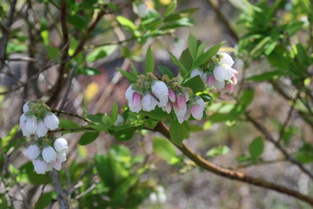 flower tree