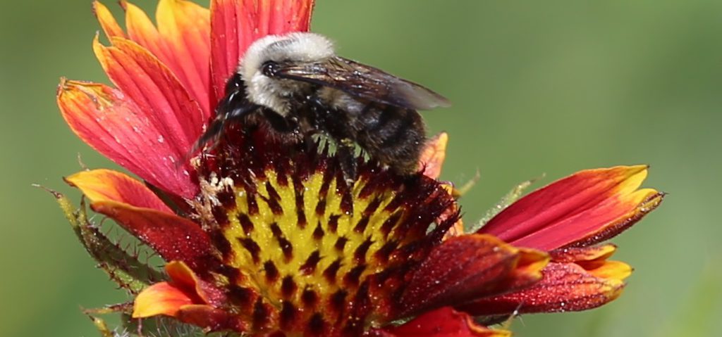 bee