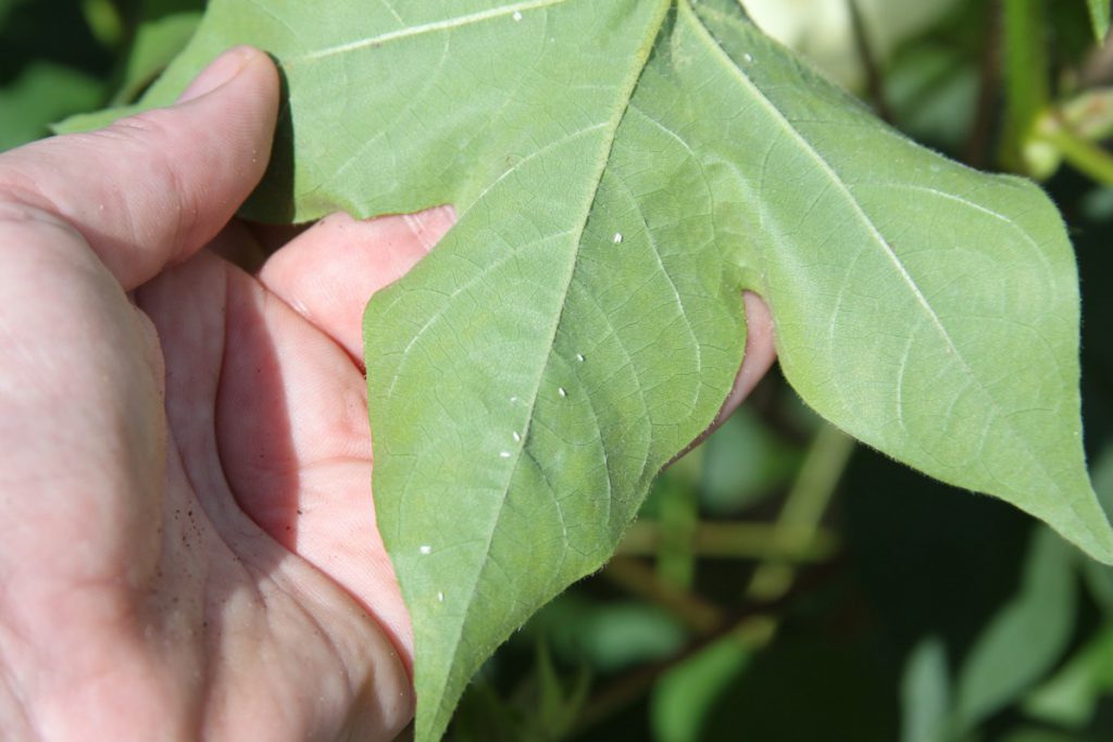 Close up leaf