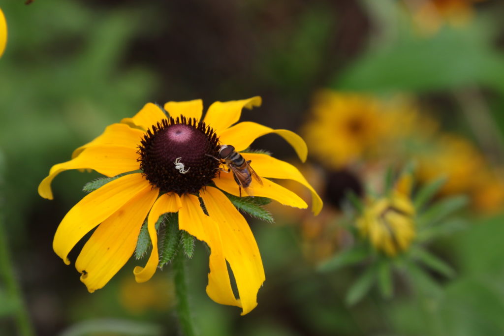 Bee and spider on Yellow flower