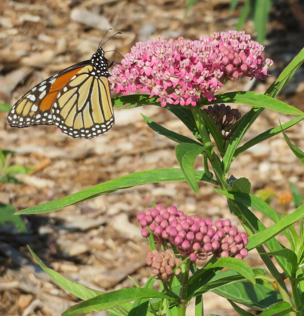 Monarch butterfly on asclepias incarnata.