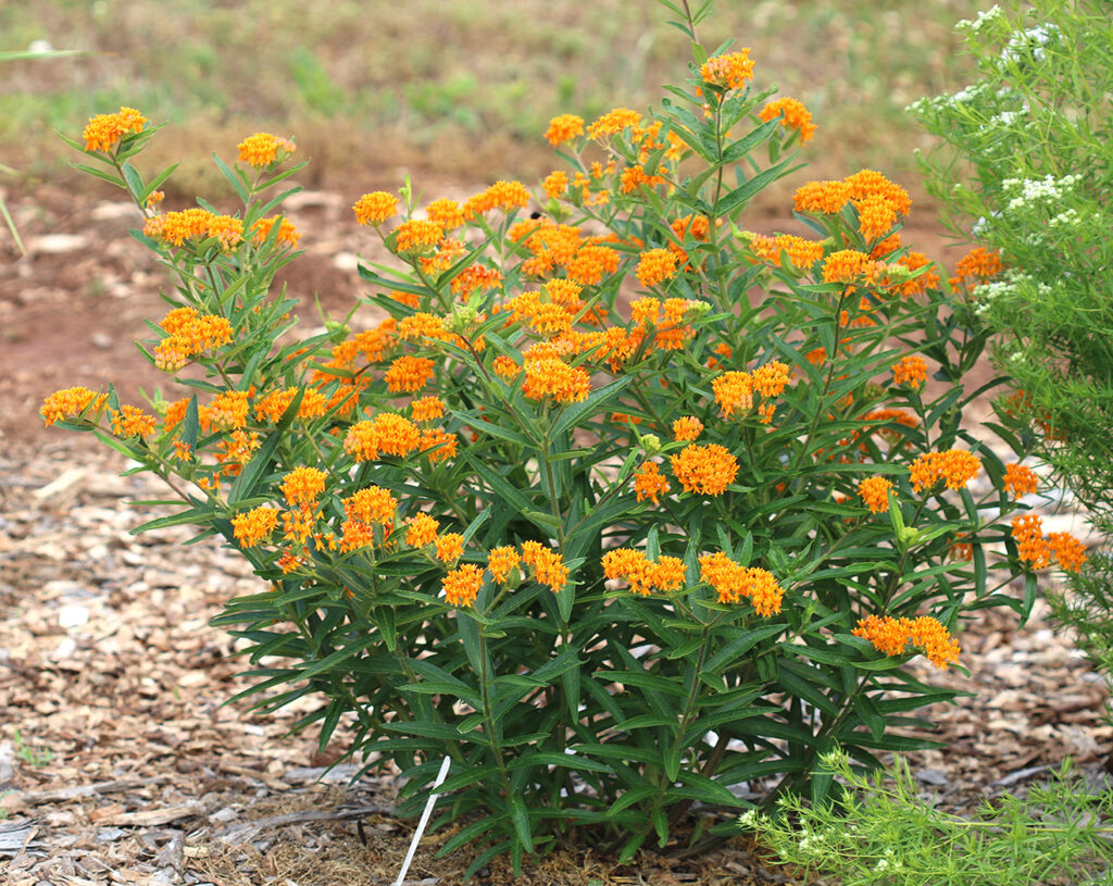 Asclepias tuberosa, bushy green foliage with small orange flowers.