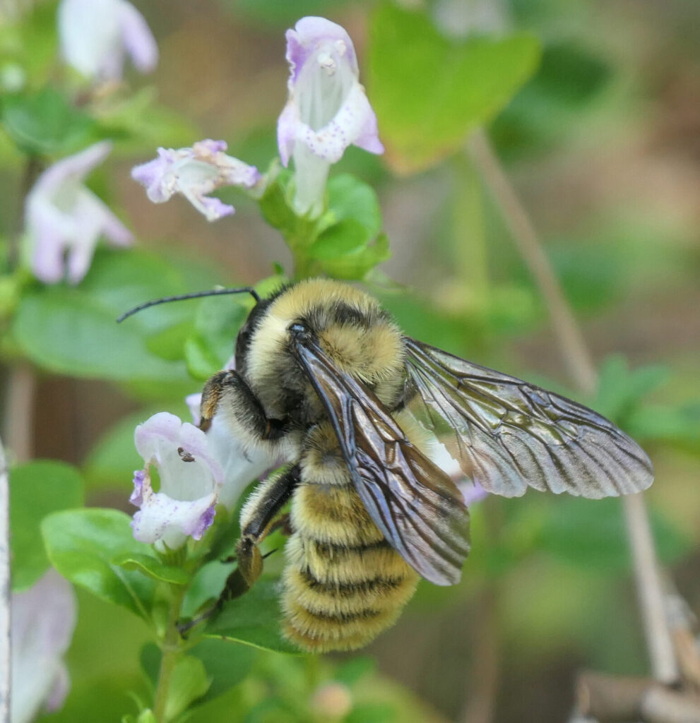 Bombas Fervidus on Georgia calamint.