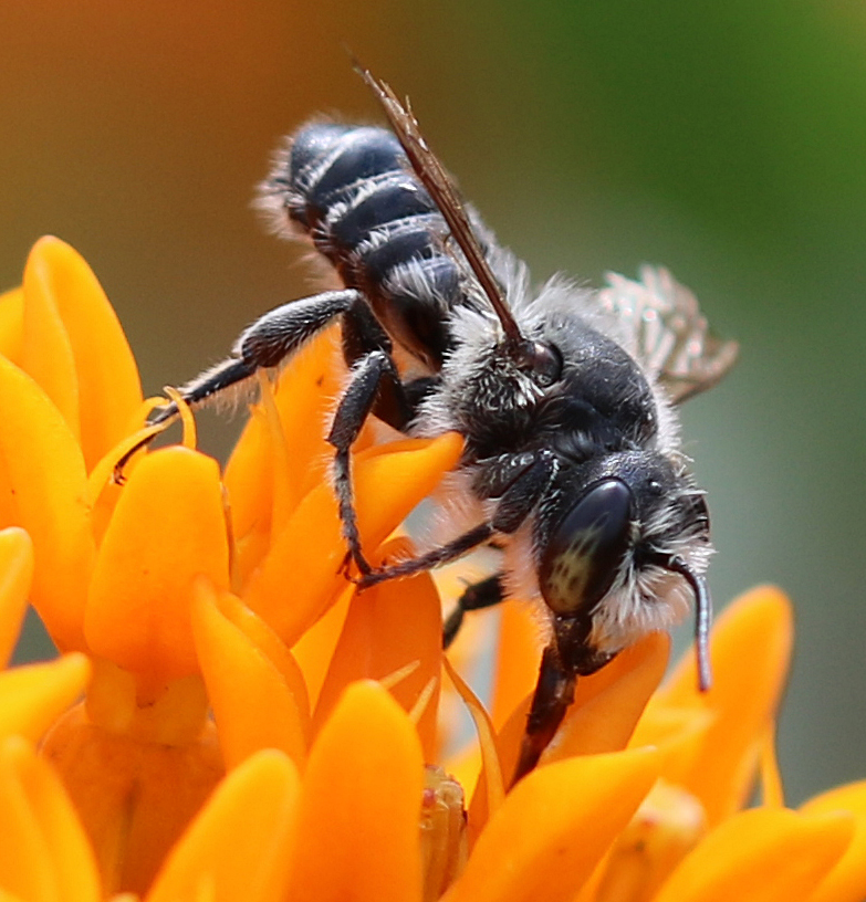 Megachile on orange milkweed flower