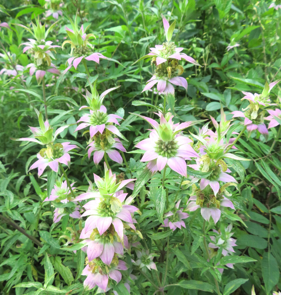 Monarda Punctata tall stems with pointed green leaves and pink spiked flowers.