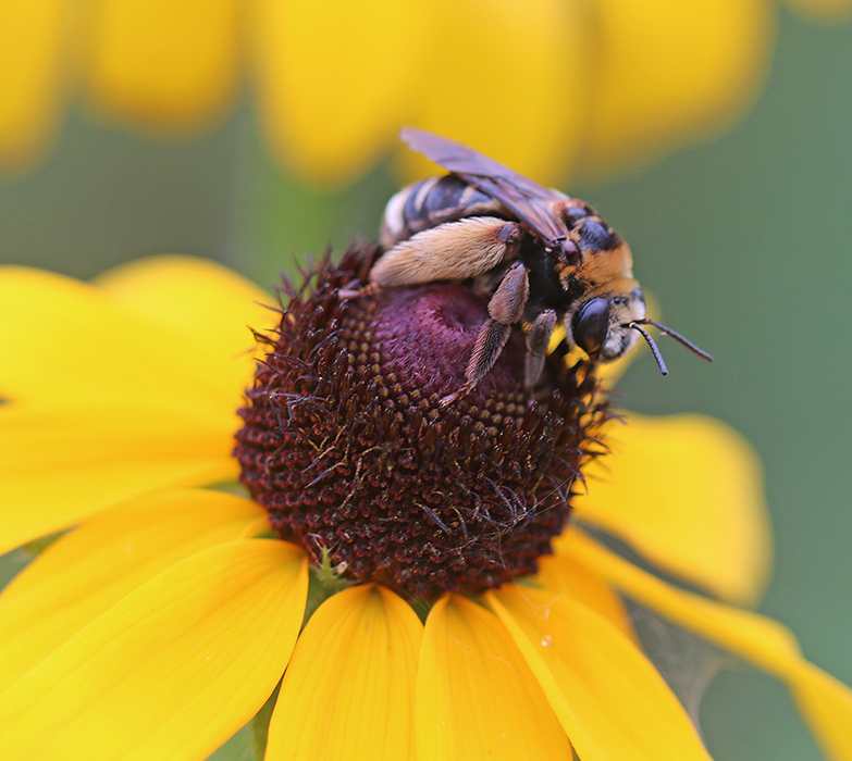 Svastra on rudebeckia flower.