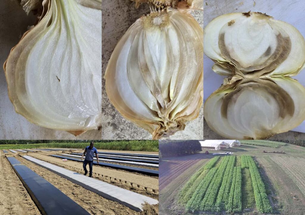 Onion depicting various diseases. Farmer in a field of onion plants.