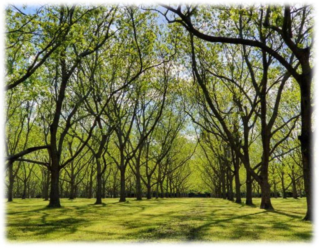 A grove of pecan trees.