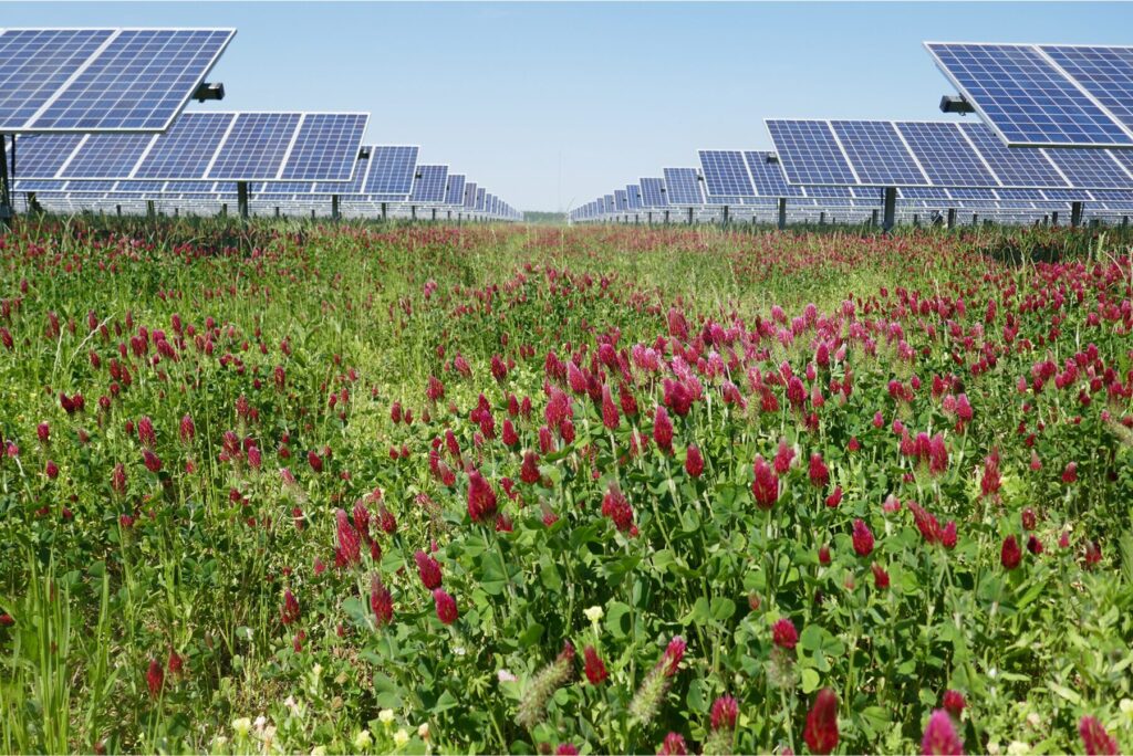 field of dark pink flowers with rows of large solar panels.