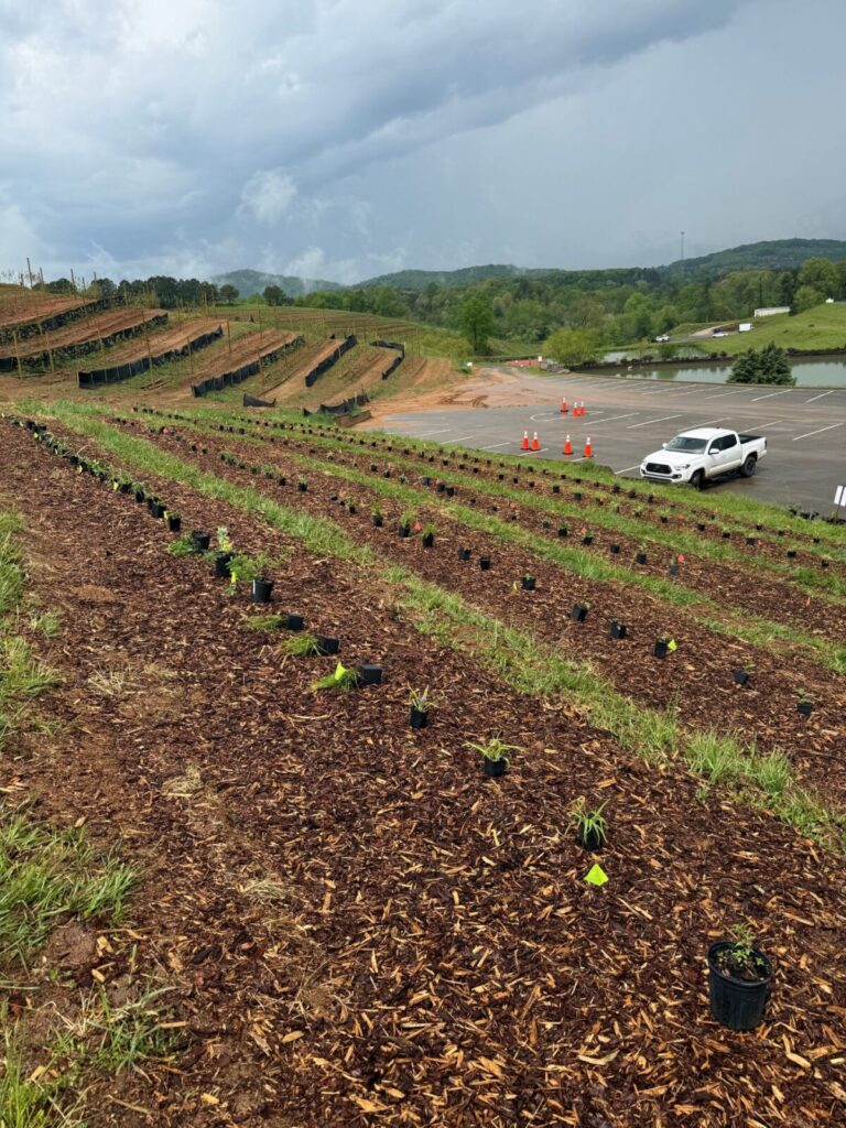 Transplant planting in a large field.