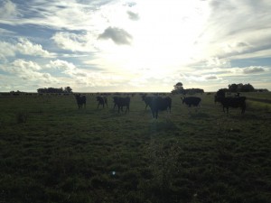 The cows are grazing on pastures that are mostly native grasses and improved with oats. 