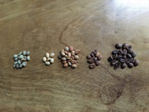 Coffee Beans after different processes 