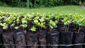 coffee plants