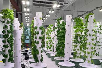 Tower based hydroponic leafy green production