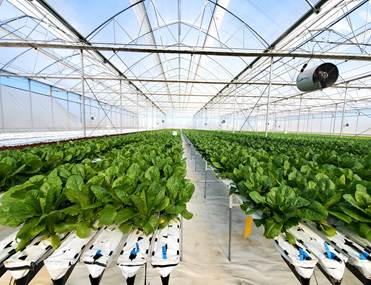 Substrate based hydroponically grown lettuce