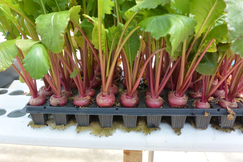 beetroot growing picture