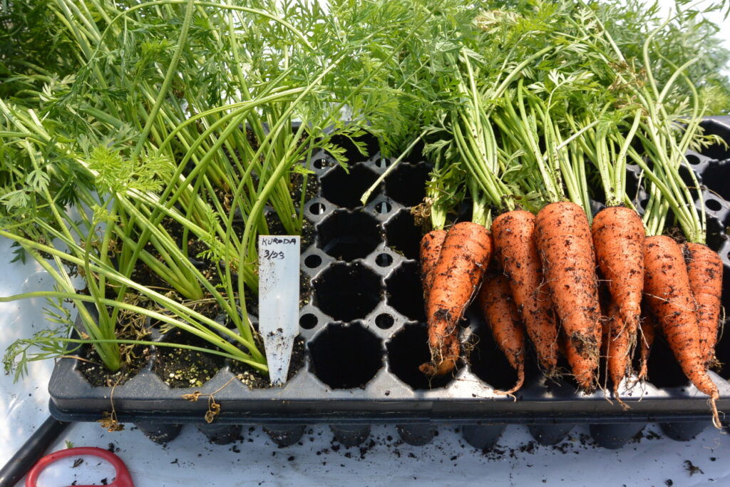 carrot picture