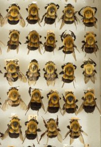 72px_bees1