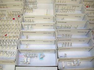 Latridiidae drawer pinned collection close