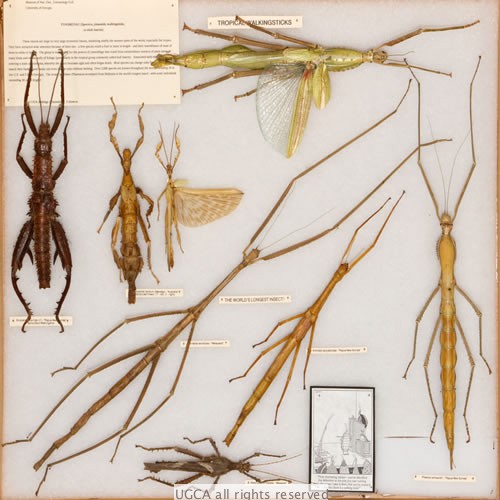 Walking stick insects | UGA Collection of Arthropods