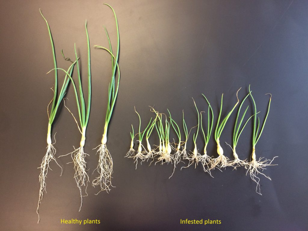 A new stubby root nematode was found on onion (by Dr. Hajihassani